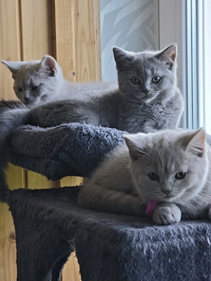 BKH Kitten Blue Süss umzug bereit