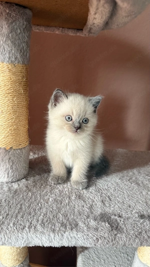 Wunderschöne BKH Blue Point Kitten