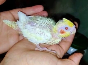 nymphensittich baby