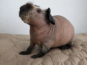 Skinnypig Meerschweinchen 