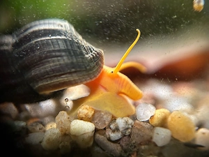 Tylomelania orange