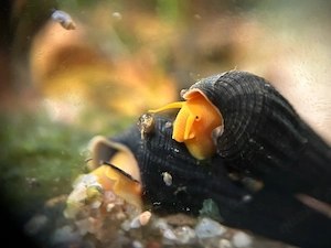 Tylomelania orange