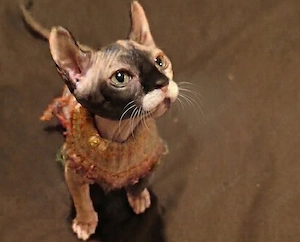 Sphynx Katze n Kinder Kitten Junge und Mädchen geb.21.02.26 suchen ein neues Zuhause
