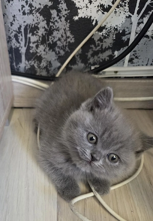 Wunderschöne BKH kitten blue grau Britisch Kurzhaar Bild 3