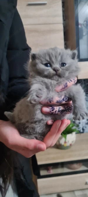 Wunderschöne BKH kitten blue grau Britisch Kurzhaar Bild 4