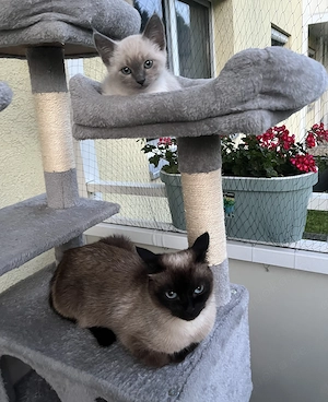 Siam-Thai Kitten zum kuscheln 