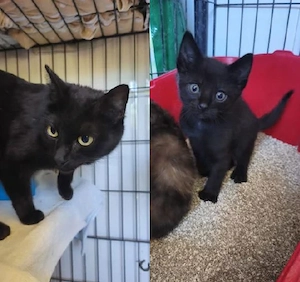 liebe Katze Lia und ihr süßer Sohn Blue suchen zusammen ein tolles Zuhause