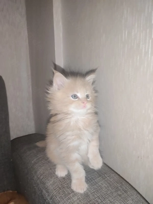 Wunderschöne Maine-Coon-Mix Kitten 