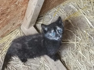 Süsse kleine Katze noch jung