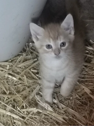 2 Hauskatzen Kittens 