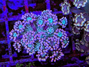 A. echinata, LPS, SPS,Goniopora, Korallen, Ableger,Acropora, Alveopora,Favia