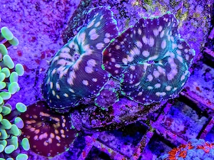 A. echinata, LPS, SPS,Goniopora, Korallen, Ableger,Acropora, Alveopora,Favia