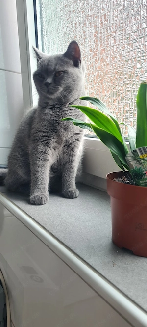 Wunderschöne BKH kitten blue grau Britisch Kurzhaar Bild 2