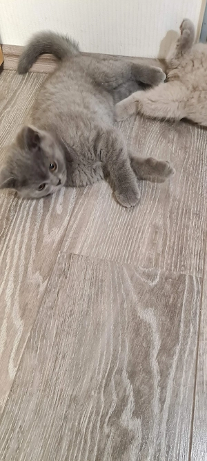 Wunderschöne BKH kitten blue grau Britisch Kurzhaar Bild 5