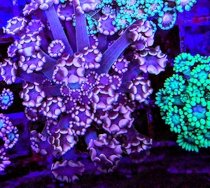 LPS, SPS,Korallen,Ableger,holy grail 24k, golden torch,Euphyllia,NY knicks.  Bild 3