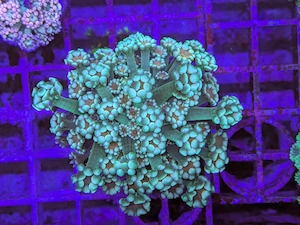 LPS, SPS,Korallen,Ableger,holy grail 24k, golden torch,Euphyllia,NY knicks. 