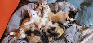 junge Kitten