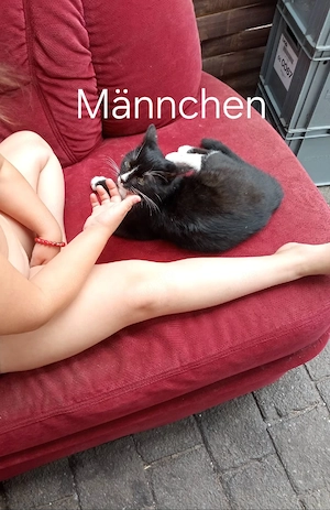 Kleine Süße Katzen zu verkaufen 