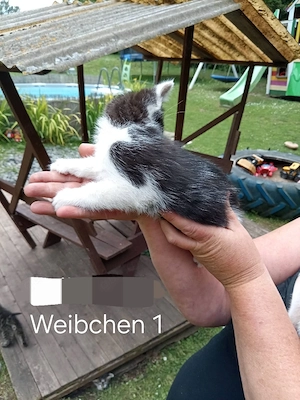 Kleine Süße Katzen zu verkaufen 