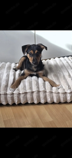 Luna sucht dringend ein neues liebevolles Zuhause 
