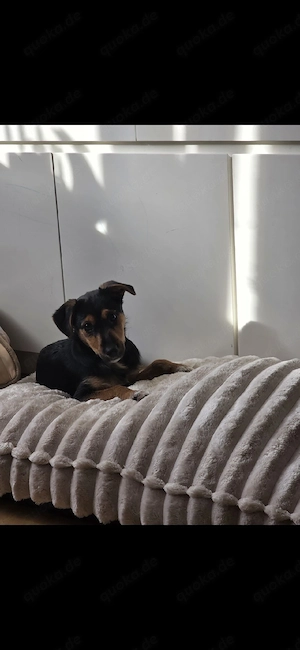 Luna sucht ein liebevolles Zuhause 