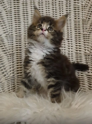Maine Coon Kitten mit Ahnentafel ,suchen ab 18.07.2026 ein neues,tolles Zuhause