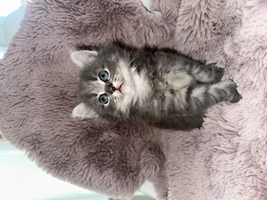 3 wunderschöne kitten suchen ein neues zuhause 