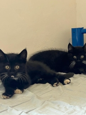 Süße Katzenbabys (Geschwister) zu verkaufen   10 Wochen alt, verspielt und verschmust 