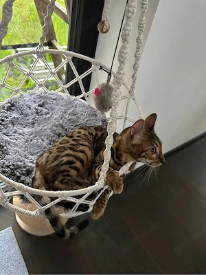 Mädchen Bengal Katze halbes Jahr alt 