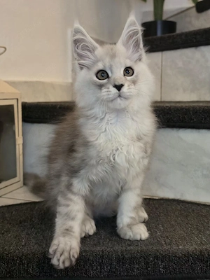 Maine Coon Kater mit Stammbaum 