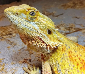 0,1 Bartagame Hypo Citrus Tiger Striped 
