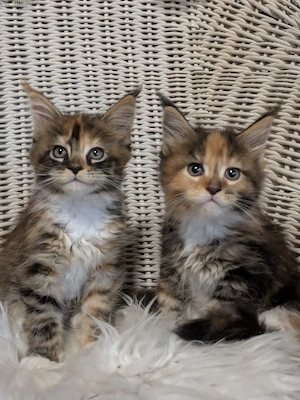 Maine Coon Kitten mit Ahnentafel ,suchen ab 18.07.2026 ein neues,tolles Zuhause .