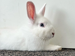 Fundkaninchen