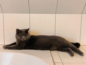 BKH Deckkater (kein Verkauf!)