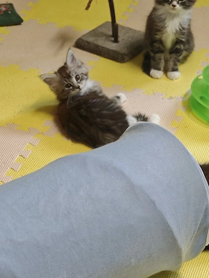 Maine Coon Kitten ab Anfang Juli 