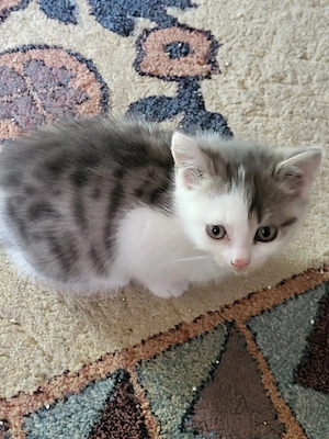 Bauernhof, Katzen Baby  8 Woche alt 