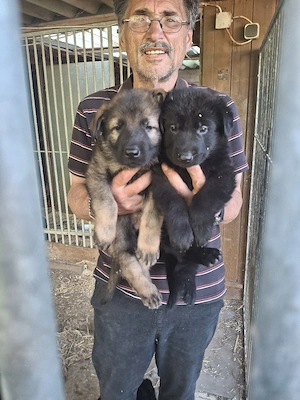 Deutsche Schäferhundewelpen aus Leistungslinie zum abgeben