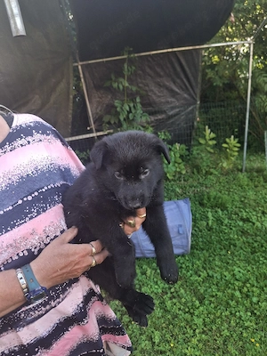 Deutsche Schäferhundewelpen aus Leistungslinie zum abgeben