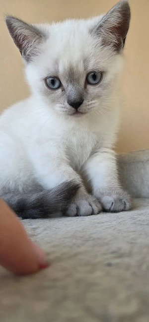 BKH Kitten 