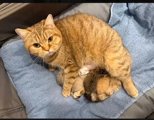 red Tabby   Bkh - Blh Kitten, Kätzchen , Katze , Babykatze mit stammbaum