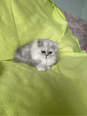 Graue Perserkitten