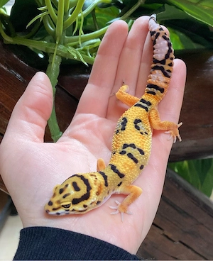 Afghan Tangerine Leopardgecko Weibchen