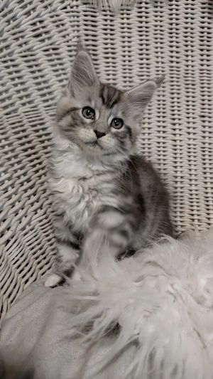 Maine Coon Kitten mit Ahnentafel ,suchen ab 11.07.2026 ein neues,tolles Zuhause