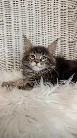 Maine Coon Kitten mit Ahnentafel ,suchen ab 11.07.2026 ein neues,tolles Zuhause