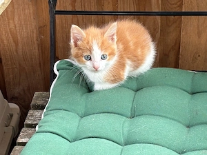 Maine  Coon Mix Katerchen
