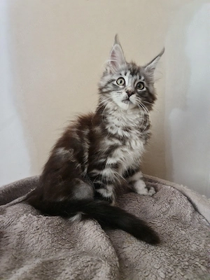 Typvolle maine coon Kitten mit Stammbaum 