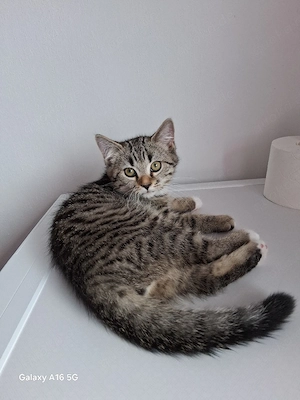 Drei süße Katzenbabys.