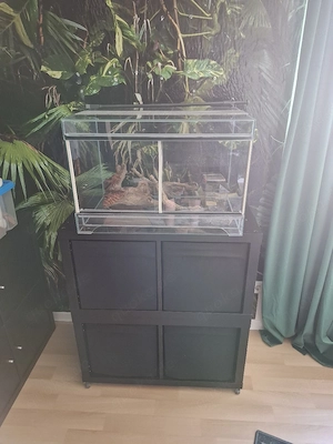 Terrarium 