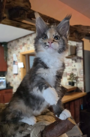 Maine Coon Nachwuchs mit Stammbaum 