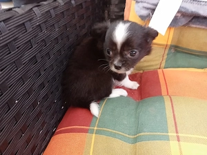 Sehr schöne Chihuahua Welpen, dürfen in 3 Wochen ausziehen 